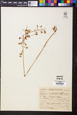 Tipularia unifolia image