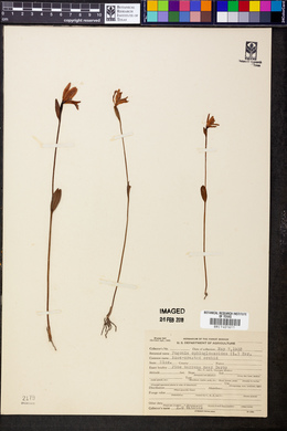 Pogonia ophioglossoides image