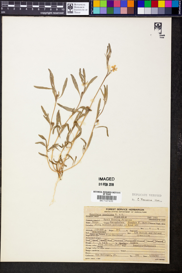 Oenothera spachiana image