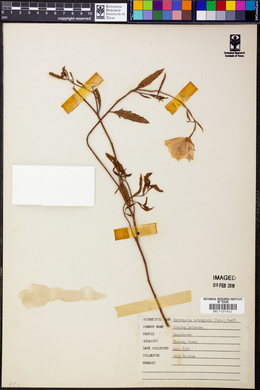 Oenothera tetraptera image