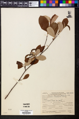 Aronia × prunifolia image