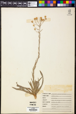 Chrysopsis aspera image