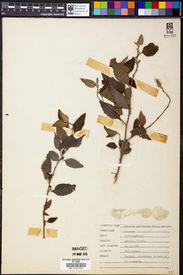 Heliotropium angiospermum image