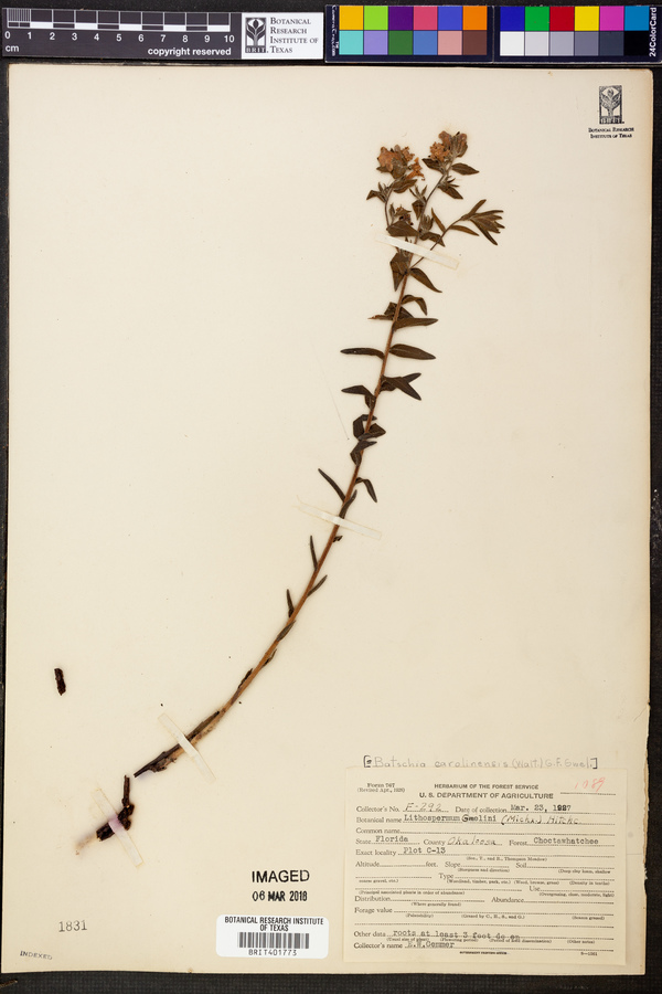 Batschia caroliniensis image