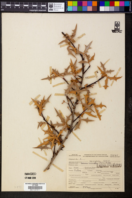 Alloberberis trifoliolata image