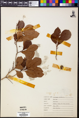 Crataegus viridis image
