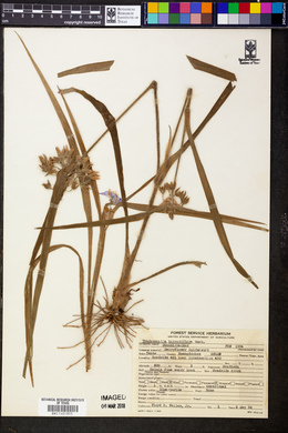 Tradescantia hirsutiflora image