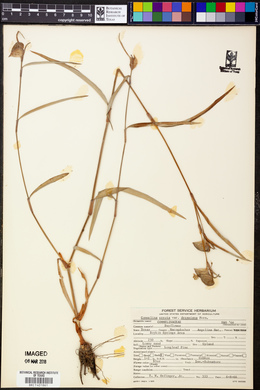 Commelina erecta var. deamiana image