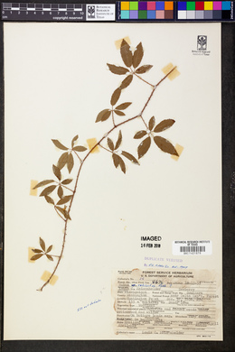 Rubus rubrisetus image