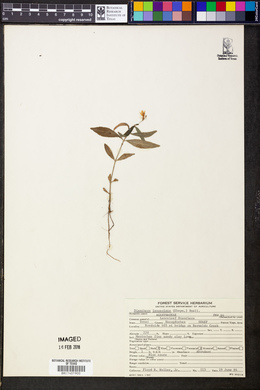 Dianthera lanceolata image