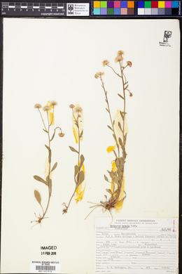 Erigeron tenuis image