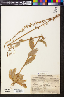 Lobelia appendiculata image