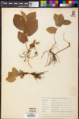 Aristolochia hastata image