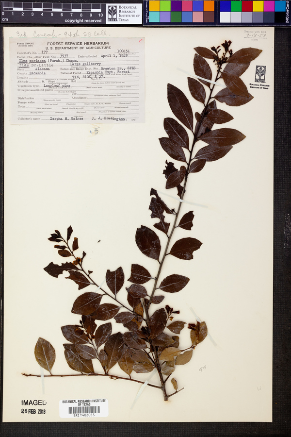 Ilex coriacea image