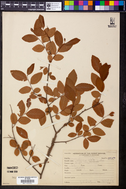 Ulmus alata image