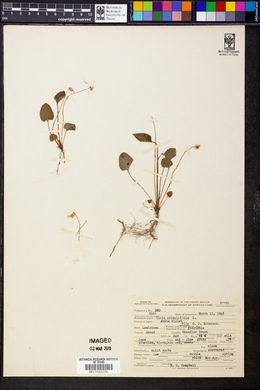 Viola primulifolia image