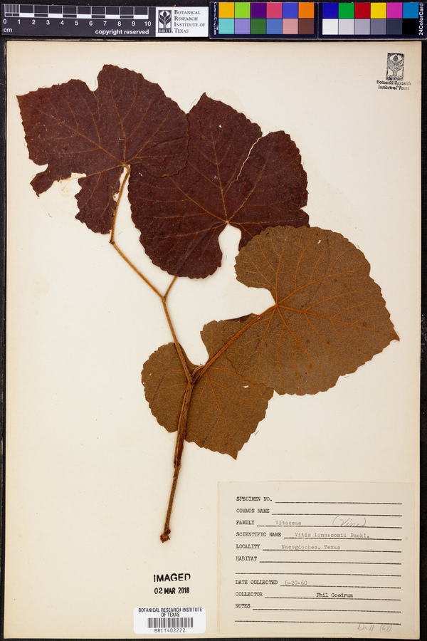 Vitis linsecomii image