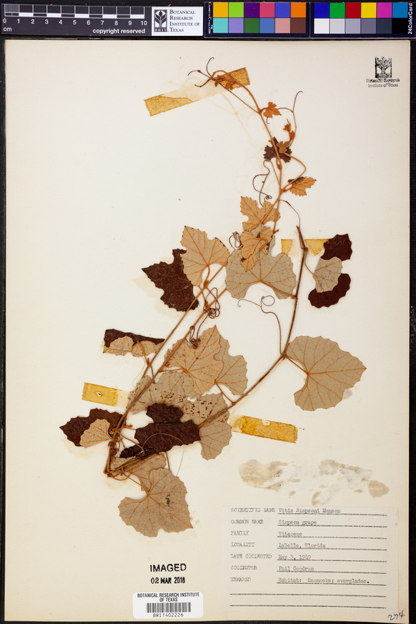 Vitis simpsonii image