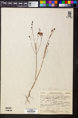 Gerardia microphylla image