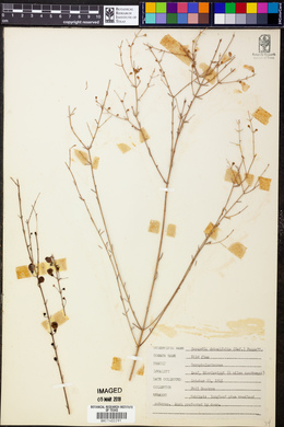 Gerardia obtusifolia image