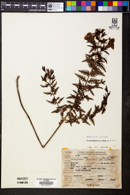 Aureolaria pectinata var. ozarkensis image