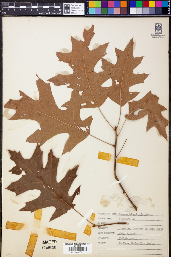 Quercus schneckii image