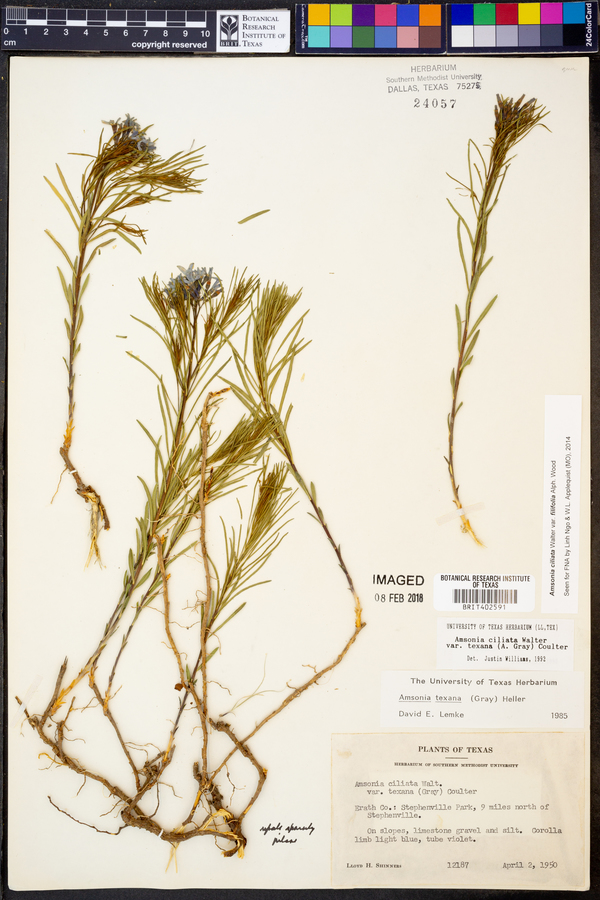 Amsonia ciliata var. filifolia image