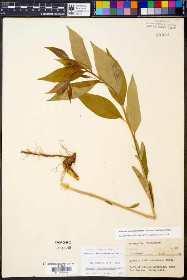 Amsonia tabernaemontana var. tabernaemontana image