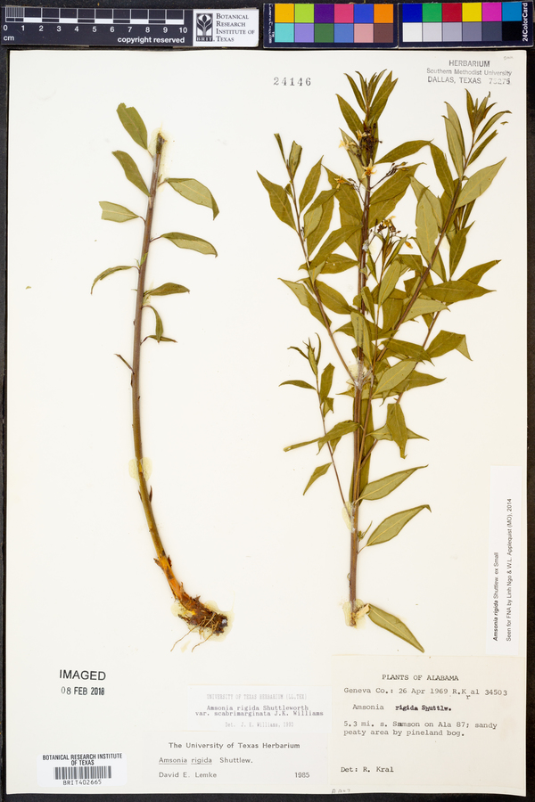 Amsonia rigida image