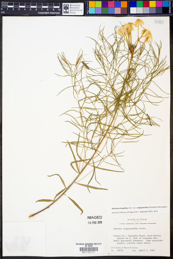 Amsonia longiflora var. salpignantha image