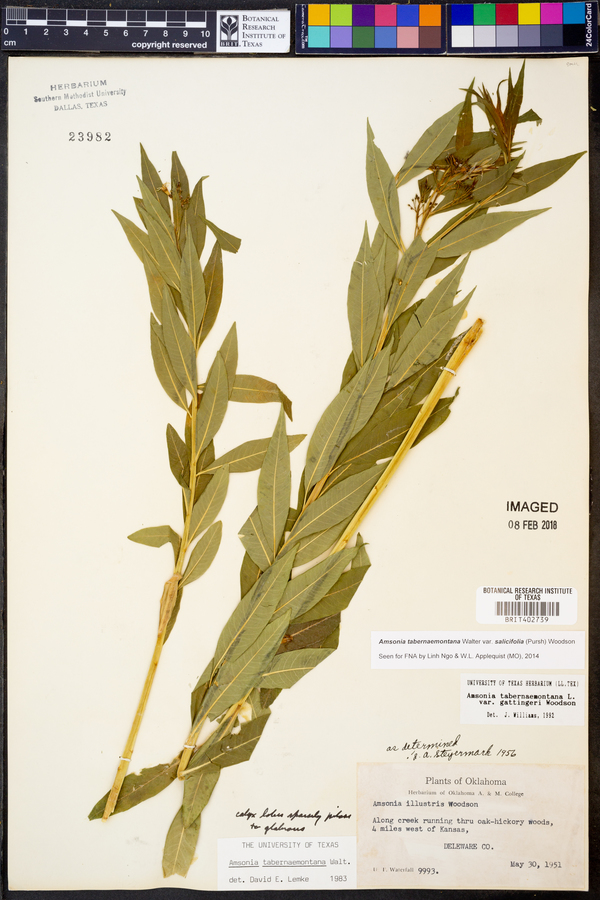 Amsonia tabernaemontana var. salicifolia image
