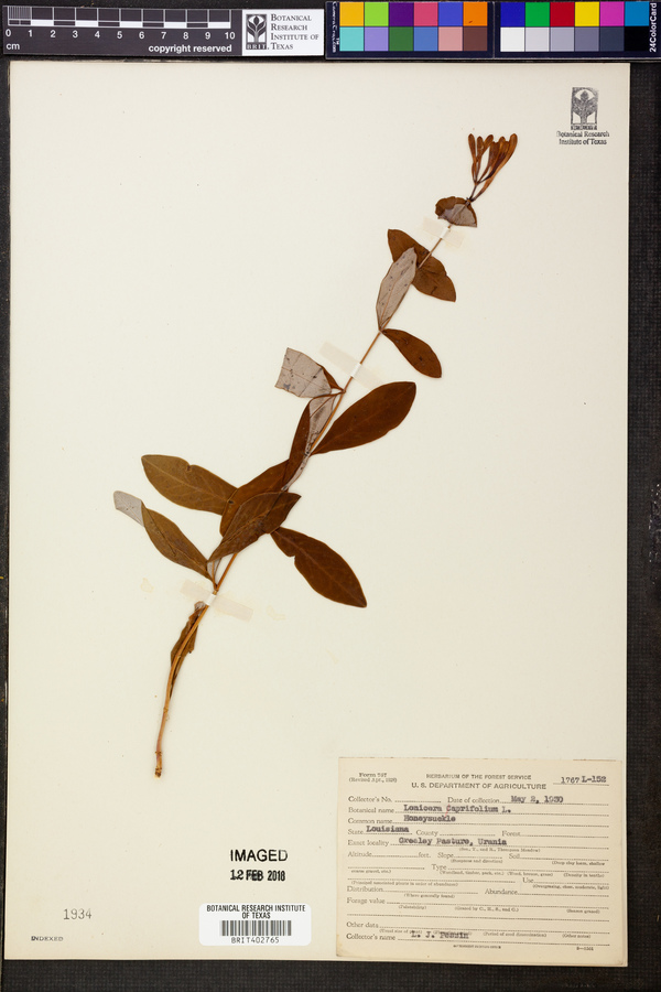 Lonicera caprifolium image