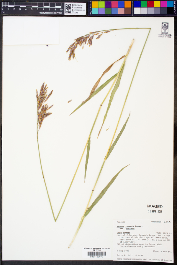 Bromus inermis var. inermis image