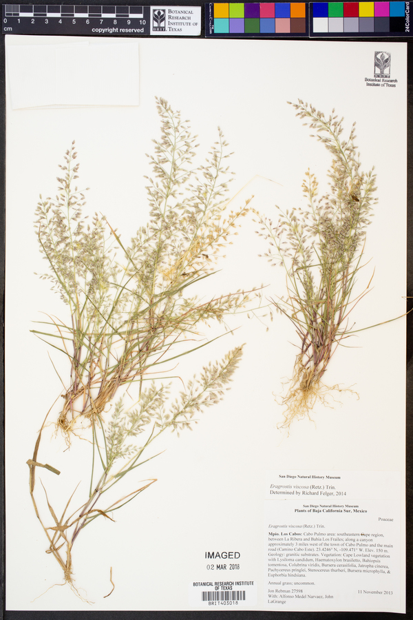 Eragrostis viscosa image