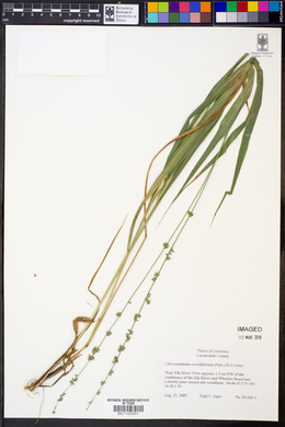 Chasmanthium sessiliflorum image