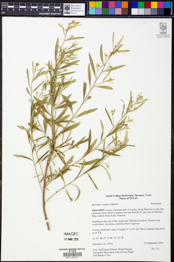 Baccharis neglecta image