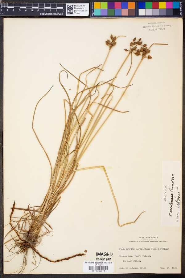 Fimbristylis caroliniana image