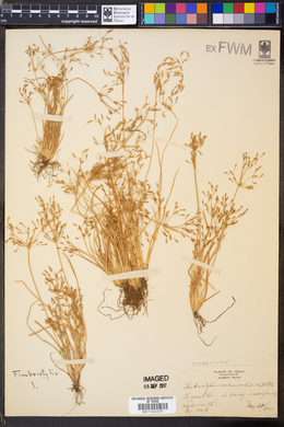 Fimbristylis autumnalis image