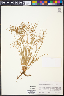 Fimbristylis autumnalis image