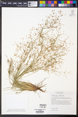 Fimbristylis autumnalis image