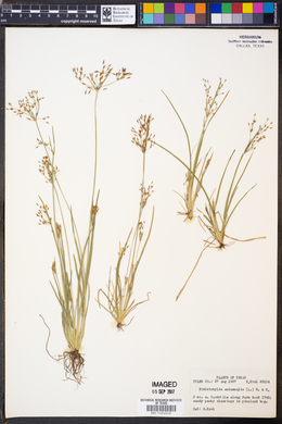 Fimbristylis autumnalis image