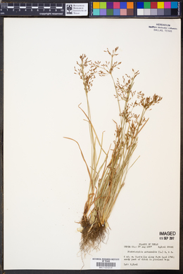 Fimbristylis autumnalis image