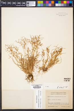 Fimbristylis autumnalis image