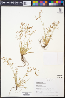 Fimbristylis autumnalis image