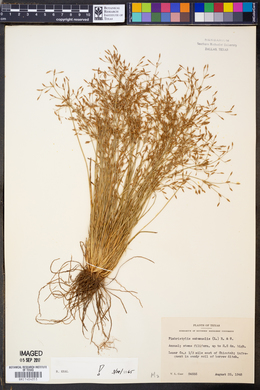 Fimbristylis autumnalis image