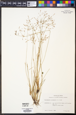 Fimbristylis autumnalis image