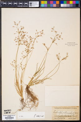 Fimbristylis autumnalis image