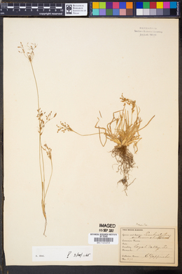 Fimbristylis autumnalis image