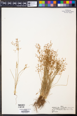 Fimbristylis autumnalis image