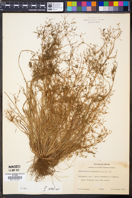 Fimbristylis autumnalis image